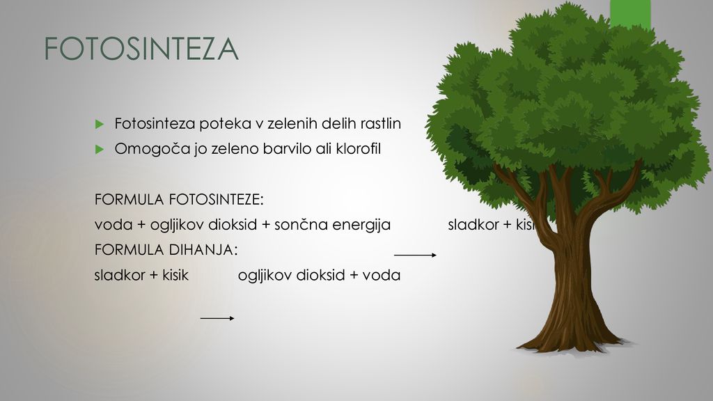 FOTOSINTEZA Fotosinteza poteka v zelenih delih rastlin