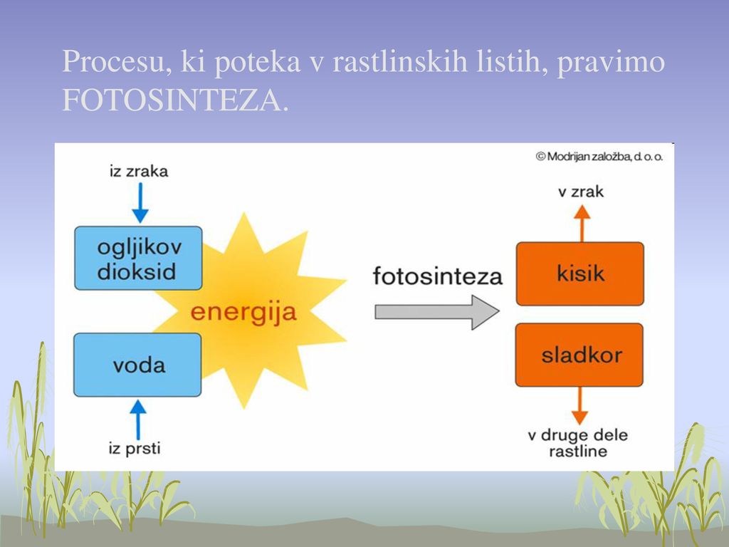 Procesu, ki poteka v rastlinskih listih, pravimo FOTOSINTEZA.