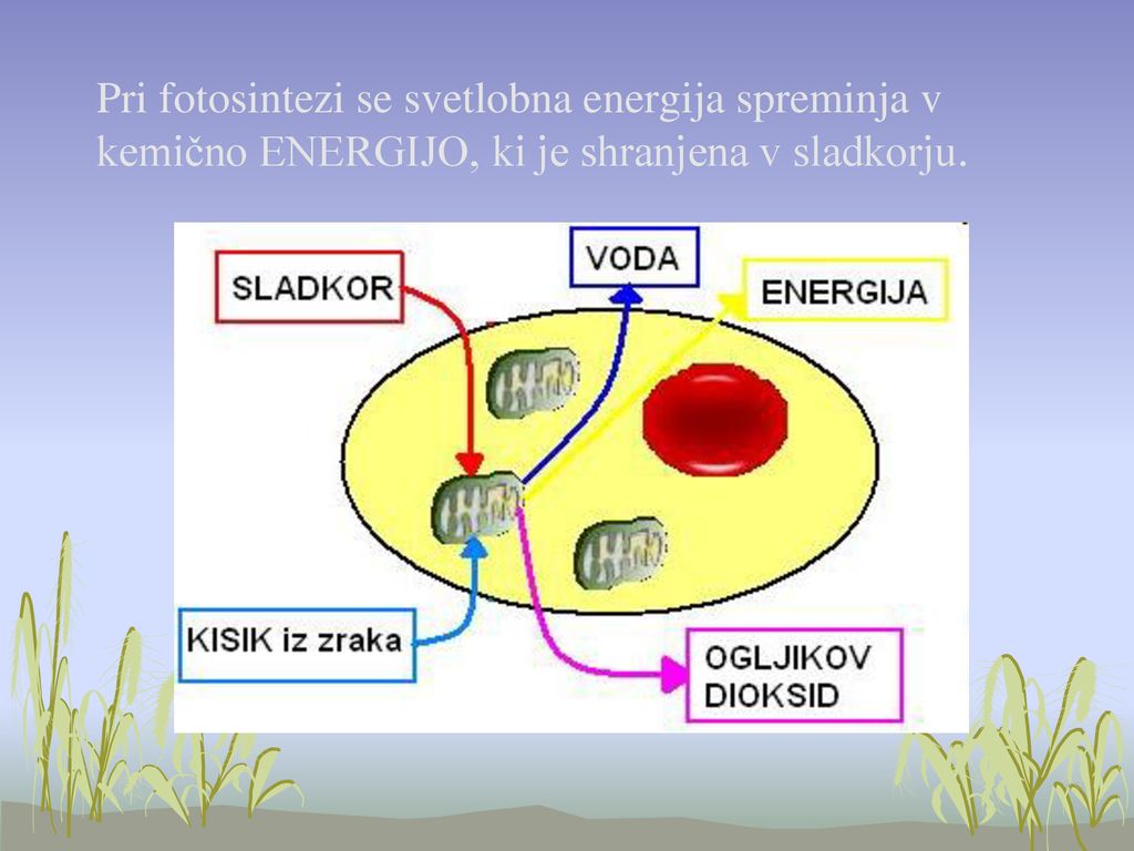 Pri fotosintezi se svetlobna energija spreminja v kemično ENERGIJO, ki je shranjena v sladkorju.