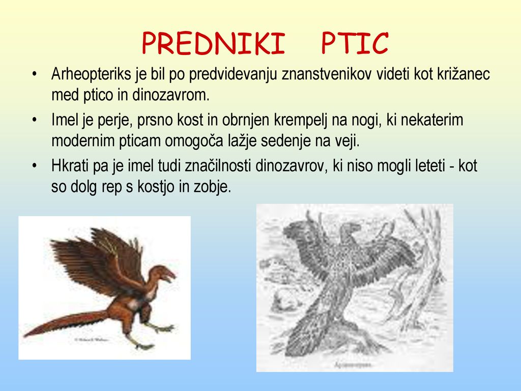 PREDNIKI PTIC Arheopteriks je bil po predvidevanju znanstvenikov videti kot križanec med ptico in dinozavrom.