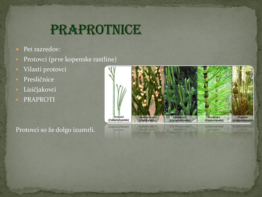 Praprotnice Pet razredov: Protovci (prve kopenske rastline)