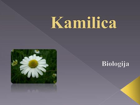 Kamilica Biologija.