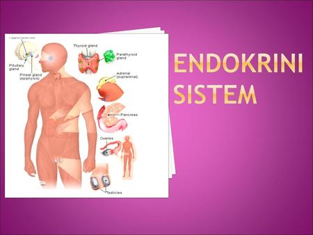 Endokrini sistem.