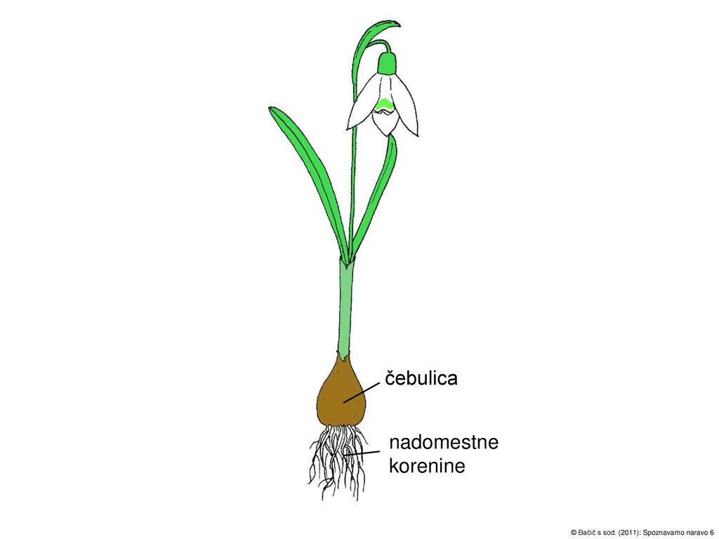 čebulica nadomestne korenine Zvonček – rastlina s čebulico