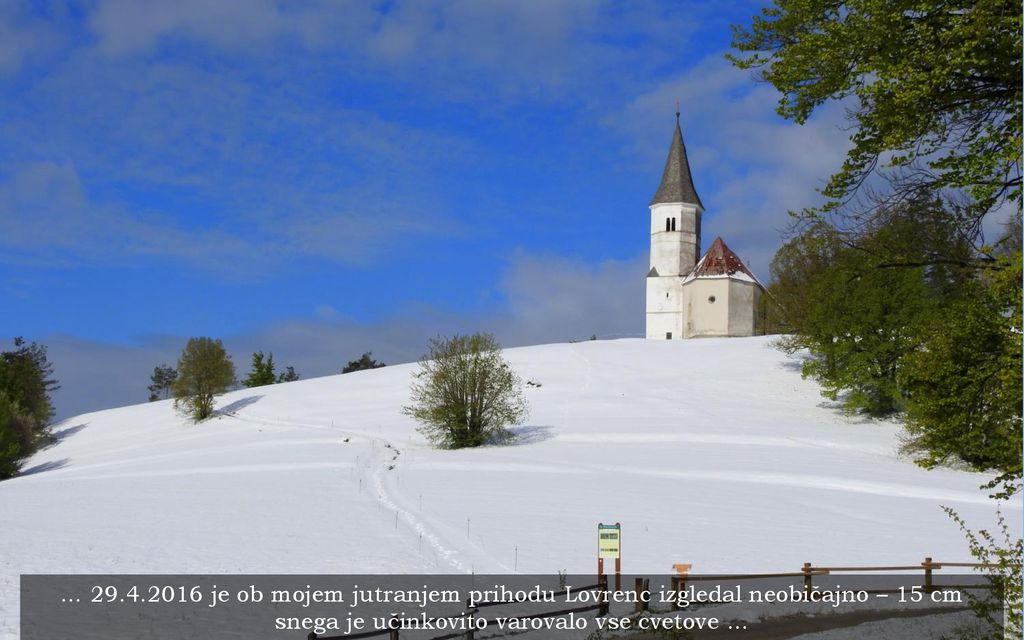 … je ob mojem jutranjem prihodu Lovrenc izgledal neobičajno – 15 cm snega je učinkovito varovalo vse cvetove …