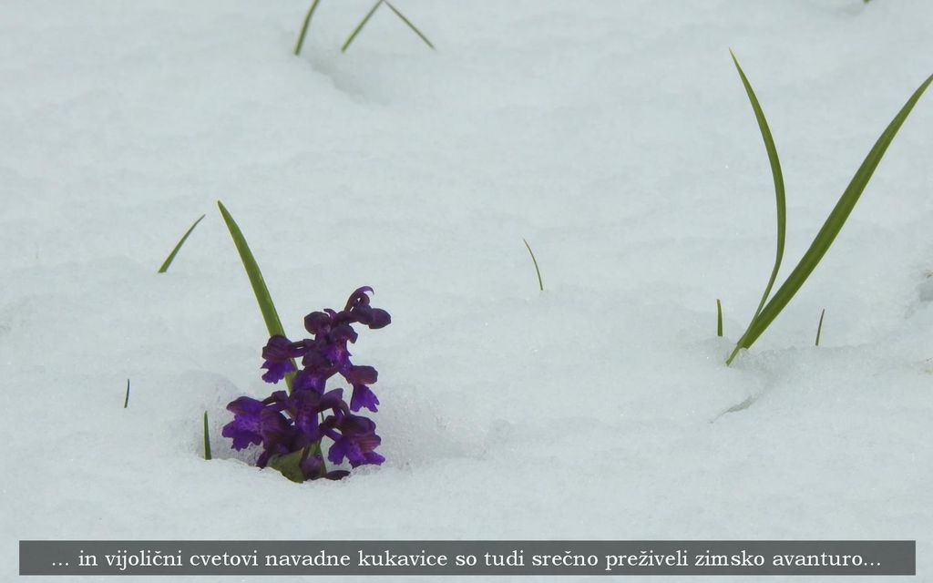 … in vijolični cvetovi navadne kukavice so tudi srečno preživeli zimsko avanturo…