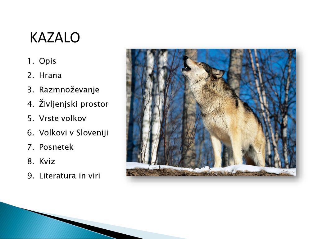 KAZALO Opis Hrana Razmnoževanje Življenjski prostor Vrste volkov