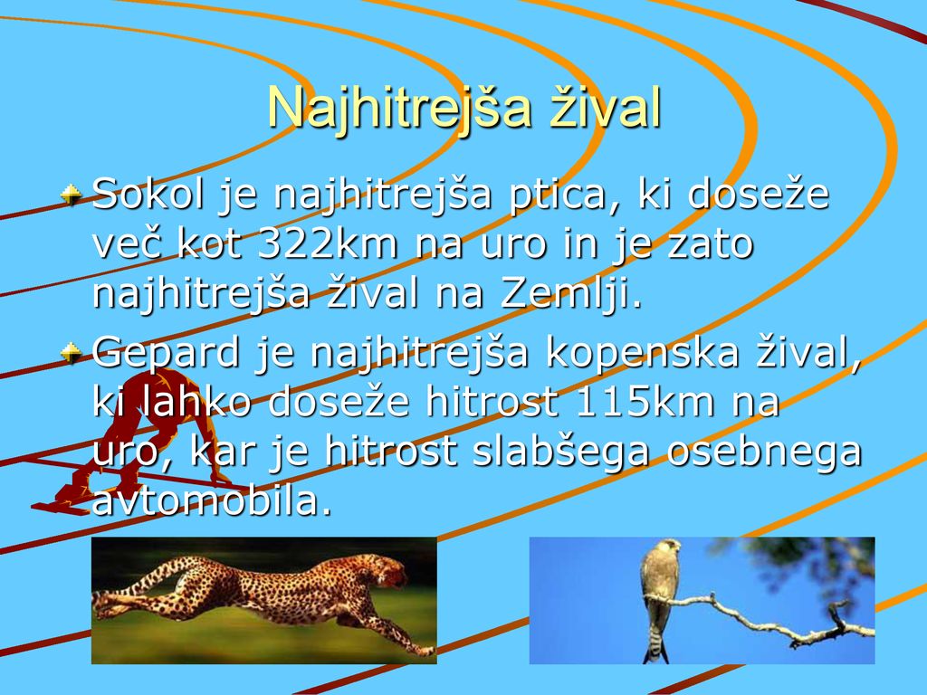 Najhitrejša žival Sokol je najhitrejša ptica, ki doseže več kot 322km na uro in je zato najhitrejša žival na Zemlji.