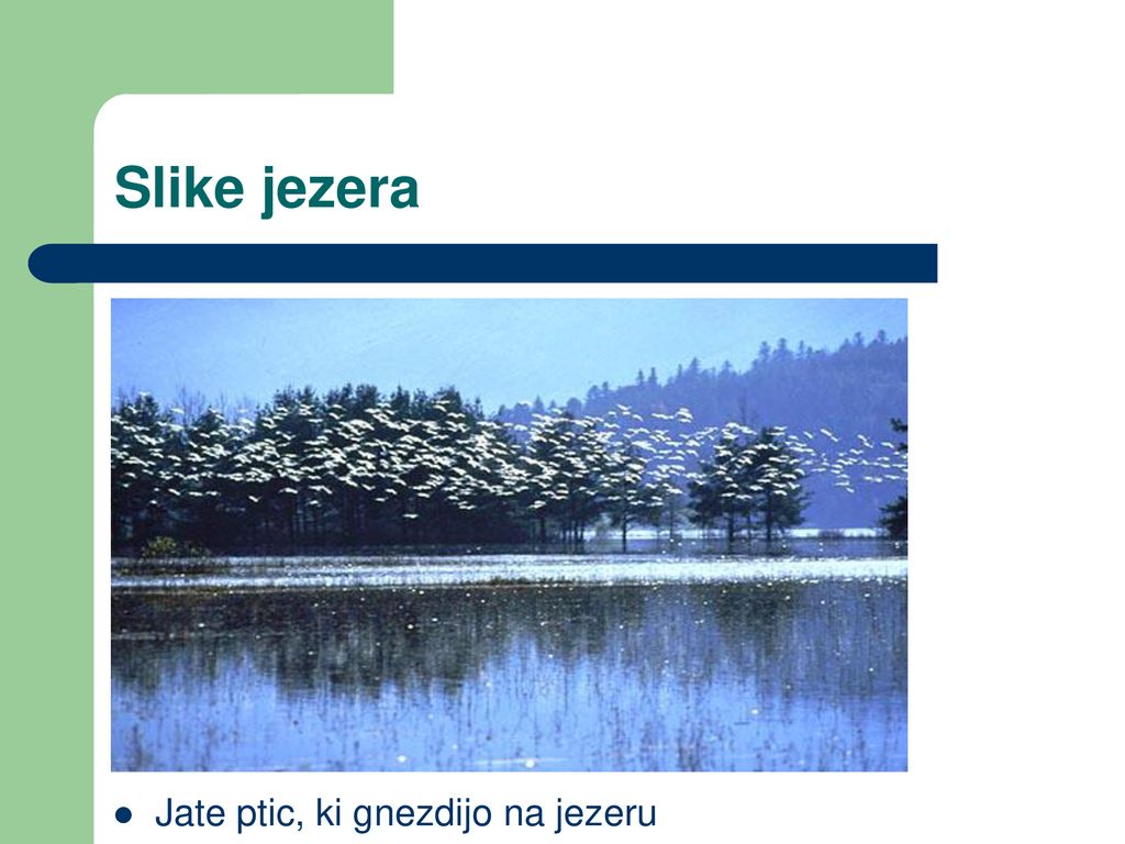 Slike jezera Jate ptic, ki gnezdijo na jezeru