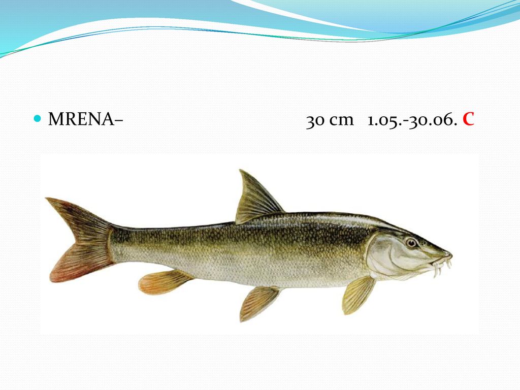 MRENA– 30 cm C