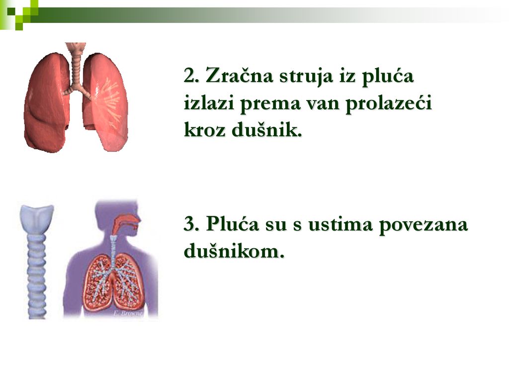 2. Zračna struja iz pluća izlazi prema van prolazeći kroz dušnik.