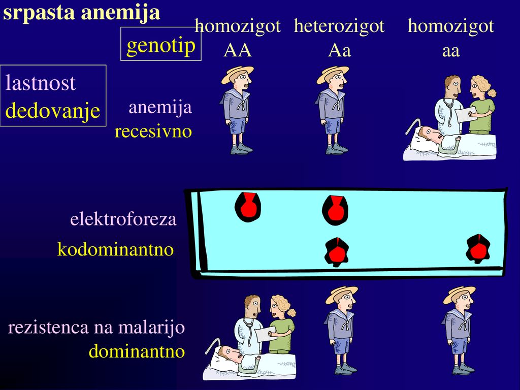 srpasta anemija genotip lastnost dedovanje homozigot AA heterozigot Aa