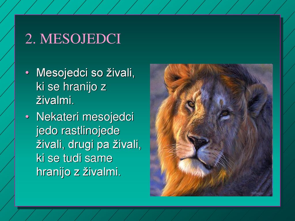 2. MESOJEDCI Mesojedci so živali, ki se hranijo z živalmi.