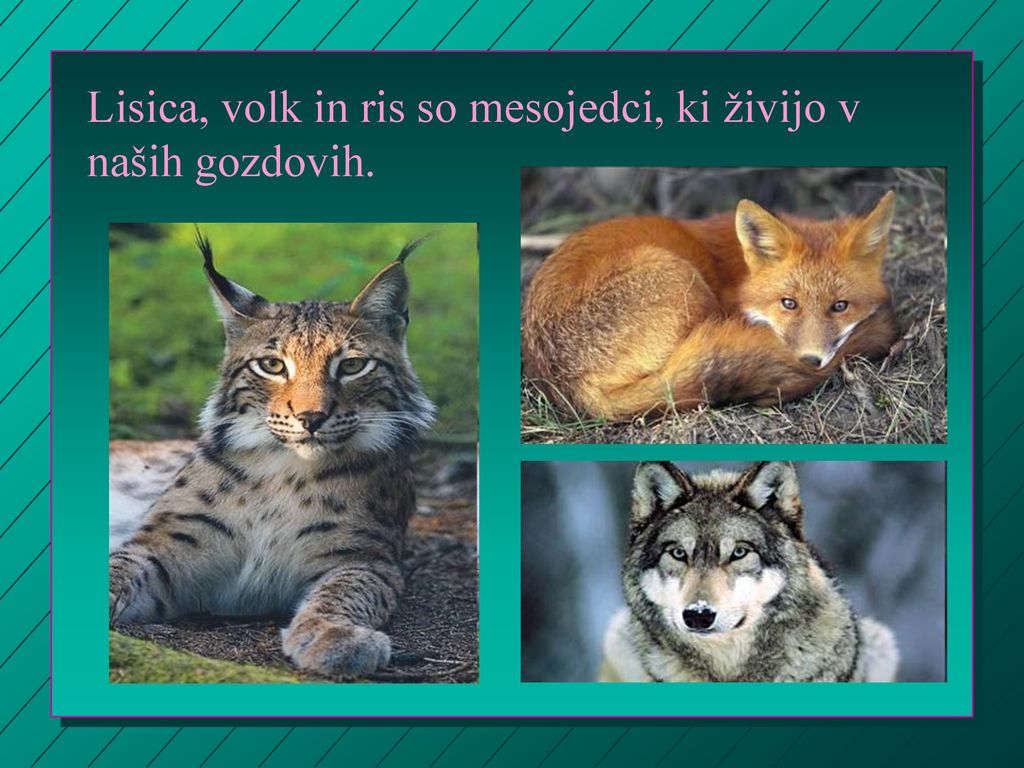 Lisica, volk in ris so mesojedci, ki živijo v naših gozdovih.