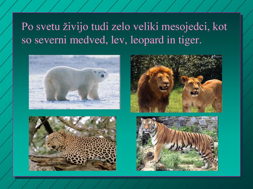 Po svetu živijo tudi zelo veliki mesojedci, kot so severni medved, lev, leopard in tiger.