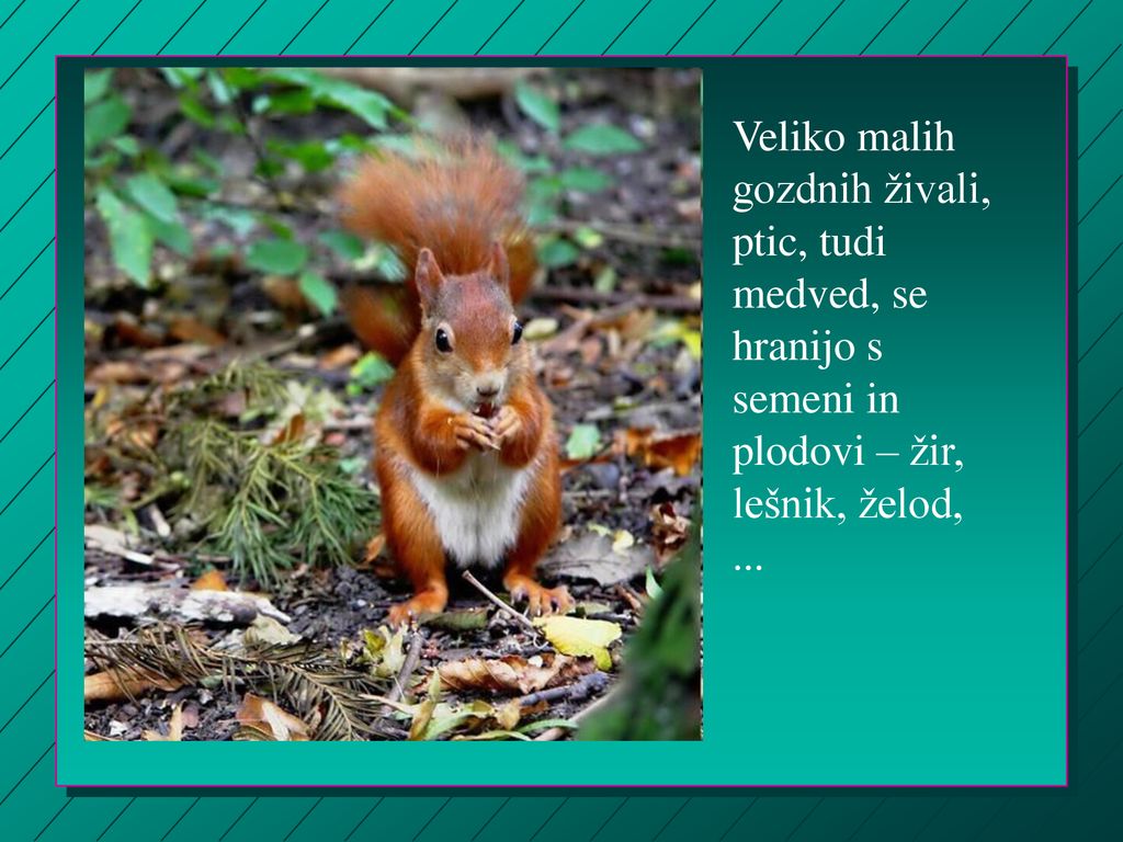 Veliko malih gozdnih živali, ptic, tudi medved, se hranijo s semeni in plodovi – žir, lešnik, želod, ...