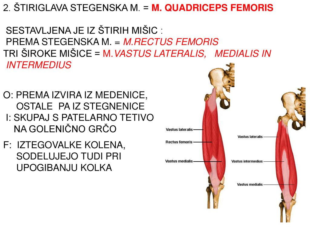 2. ŠTIRIGLAVA STEGENSKA M. = M. QUADRICEPS FEMORIS