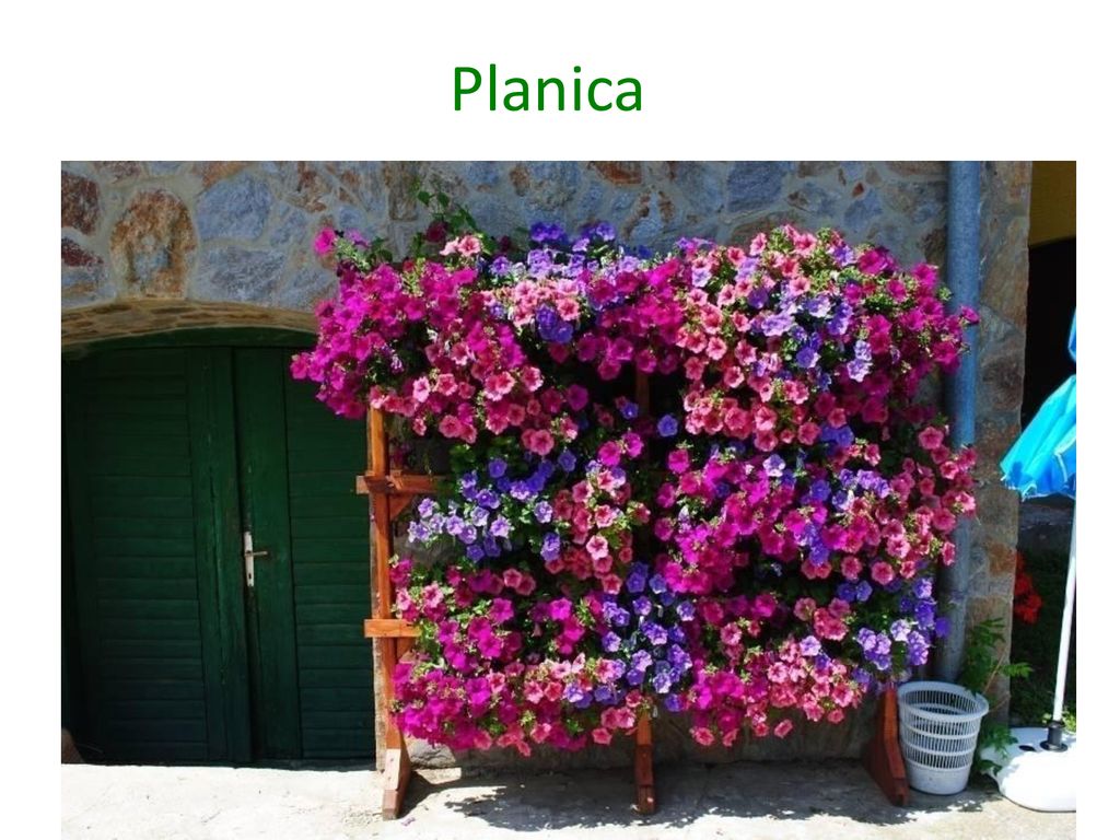 Planica