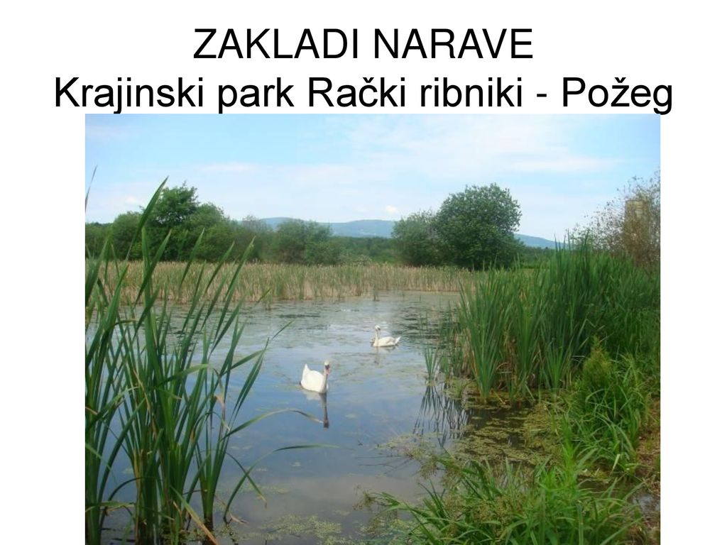 ZAKLADI NARAVE Krajinski park Rački ribniki - Požeg