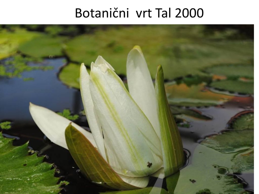 Botanični vrt Tal 2000