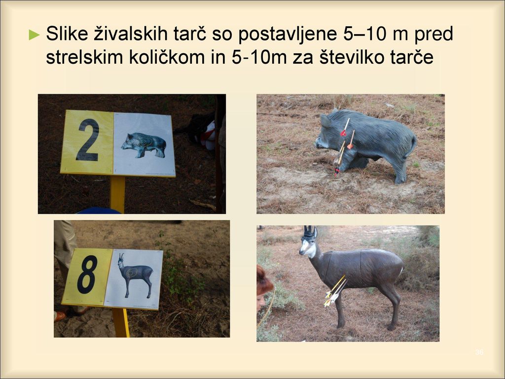 Slike živalskih tarč so postavljene 5–10 m pred strelskim količkom in 5-10m za številko tarče
