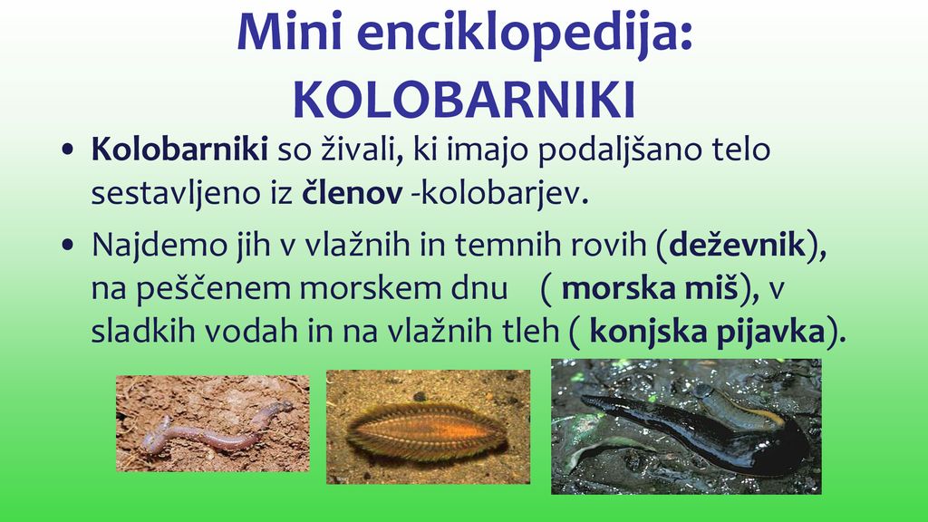 Mini enciklopedija: KOLOBARNIKI