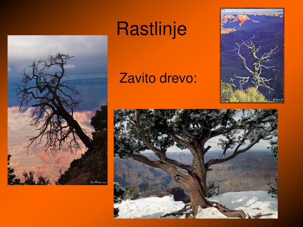 Rastlinje Zavito drevo: