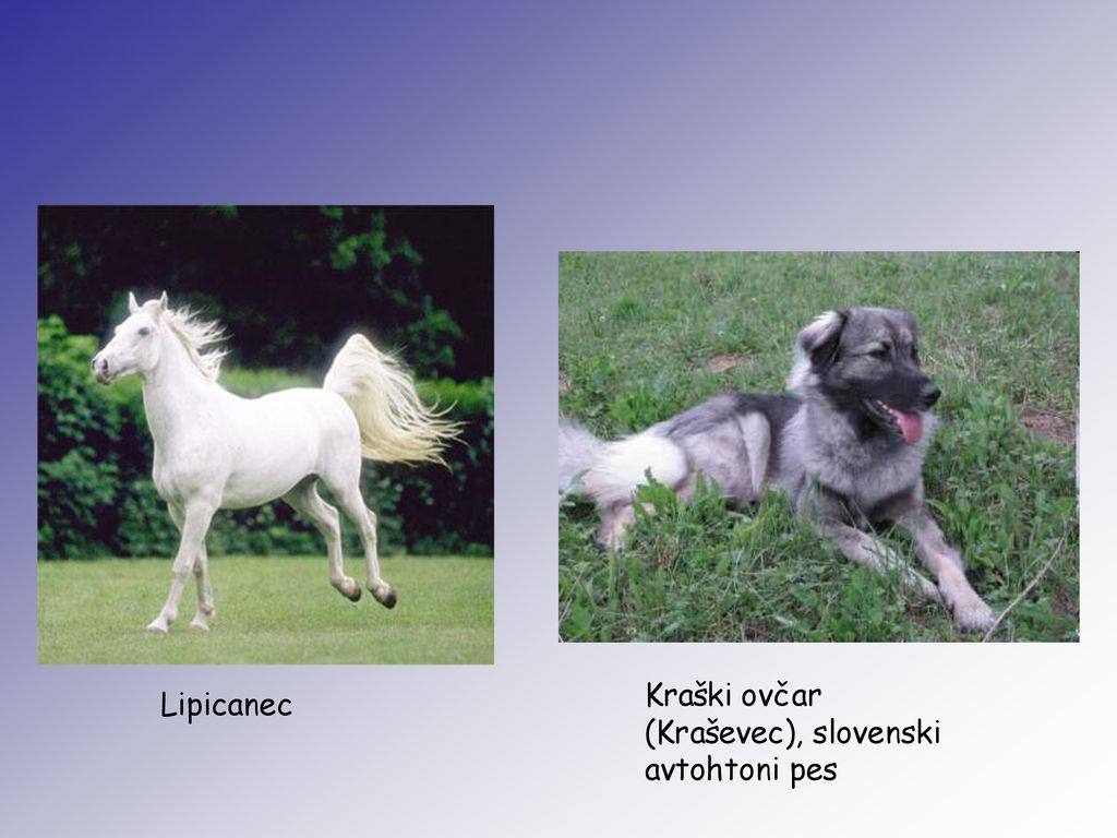 Kraški ovčar (Kraševec), slovenski avtohtoni pes