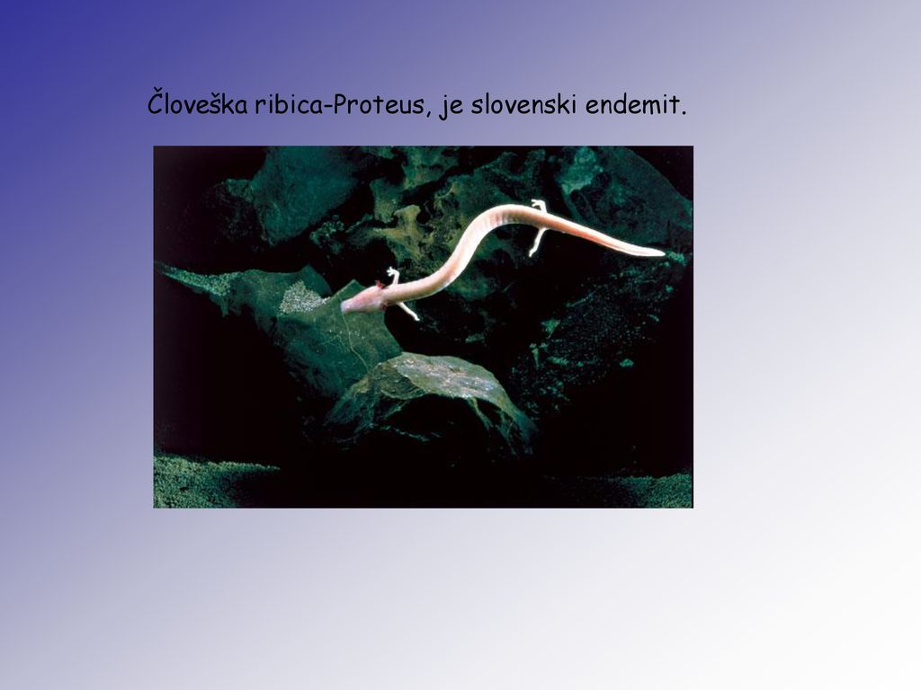 Človeška ribica-Proteus, je slovenski endemit.