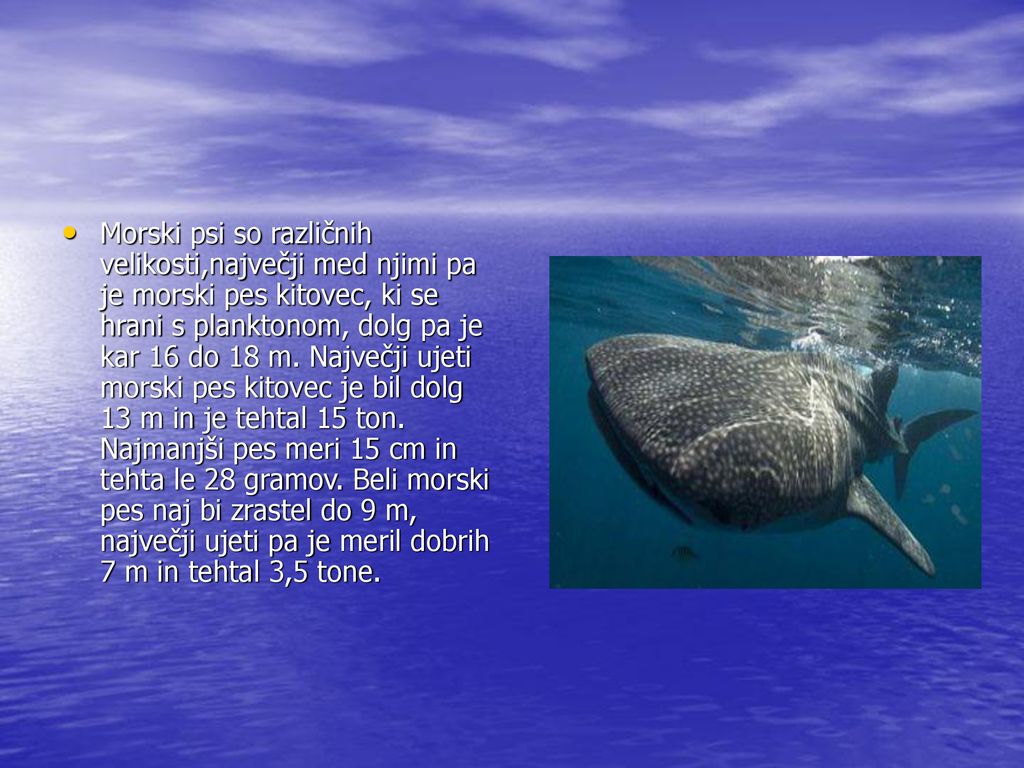 Morski psi so različnih velikosti,največji med njimi pa je morski pes kitovec, ki se hrani s planktonom, dolg pa je kar 16 do 18 m.
