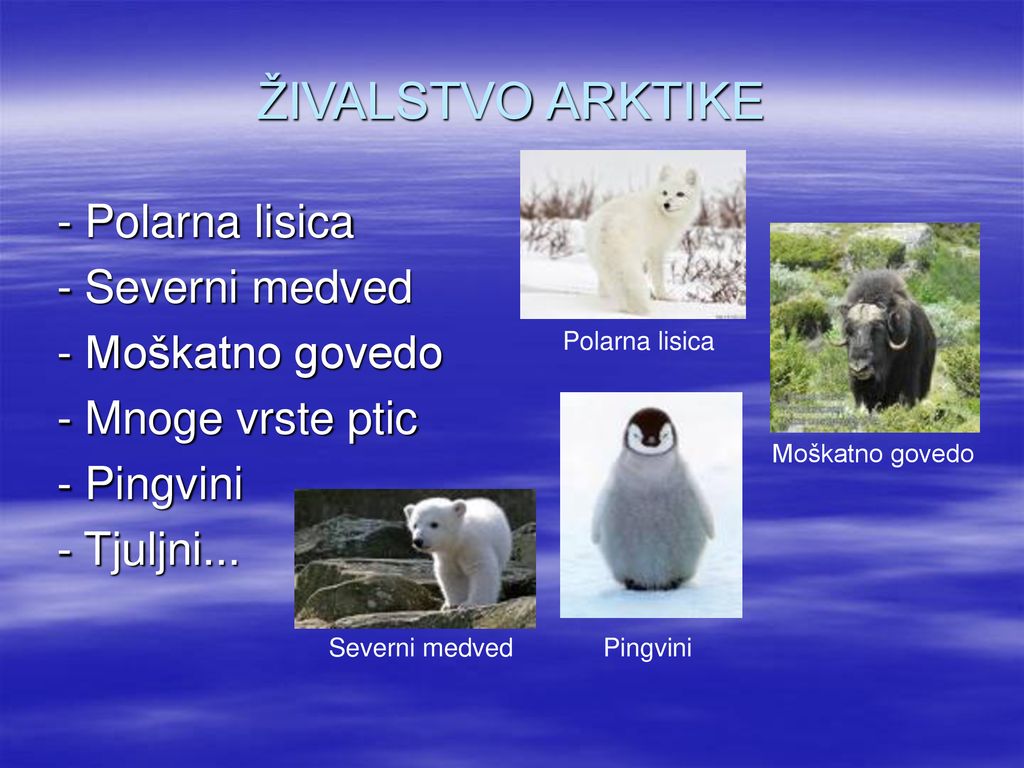 ŽIVALSTVO ARKTIKE - Polarna lisica - Severni medved - Moškatno govedo