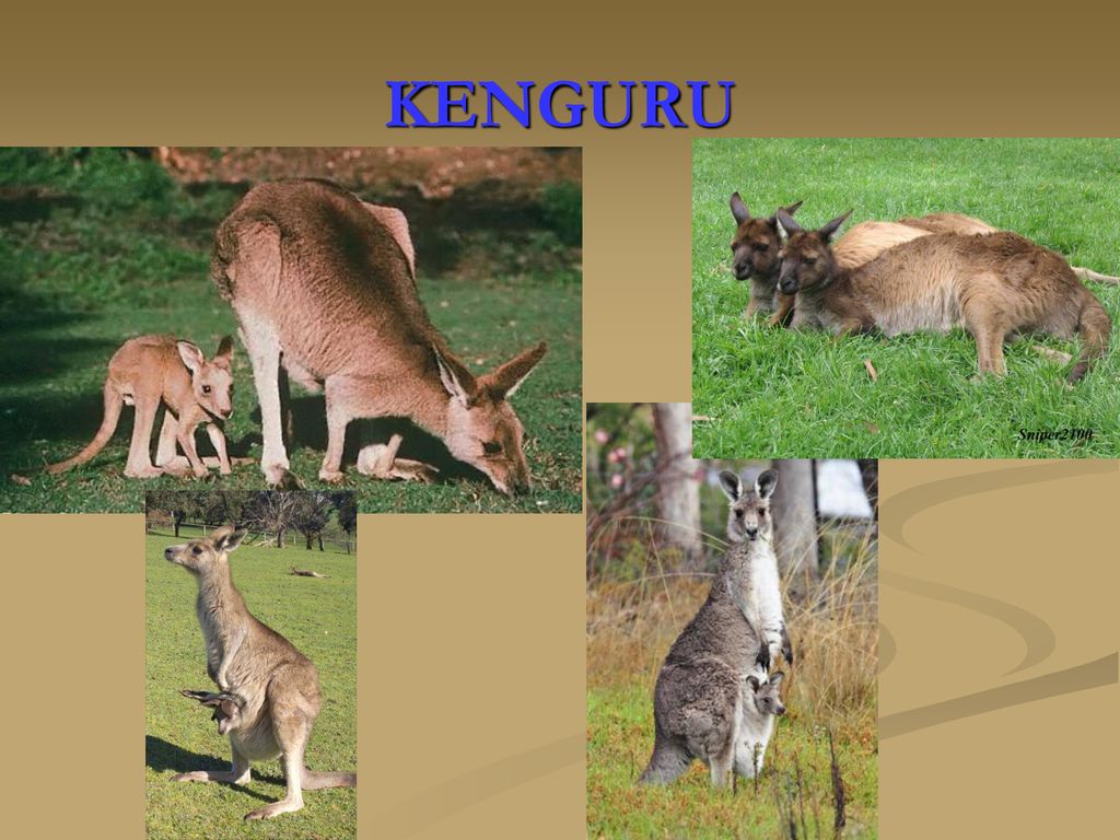 KENGURU