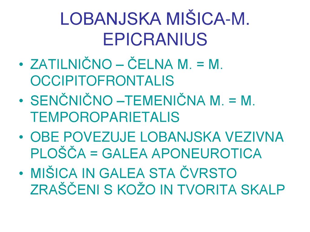 LOBANJSKA MIŠICA-M. EPICRANIUS