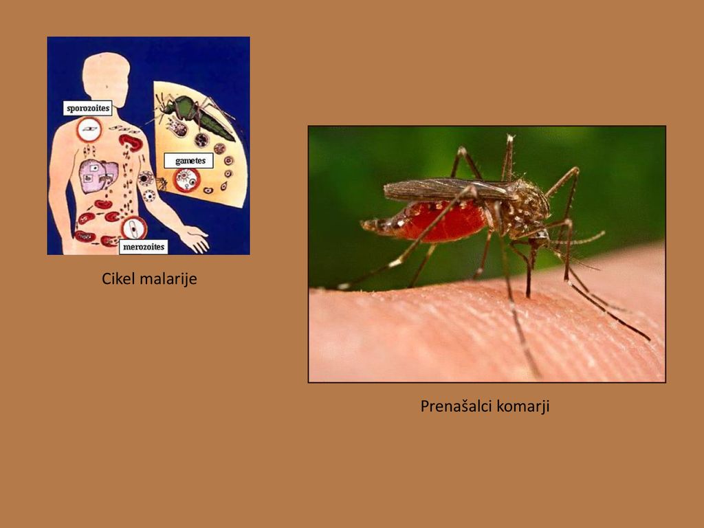 Cikel malarije Prenašalci komarji