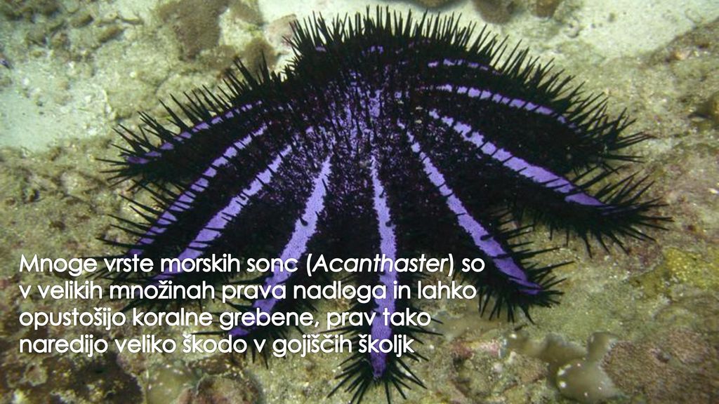 Mnoge vrste morskih sonc (Acanthaster) so v velikih množinah prava nadloga in lahko opustošijo koralne grebene, prav tako naredijo veliko škodo v gojiščih školjk