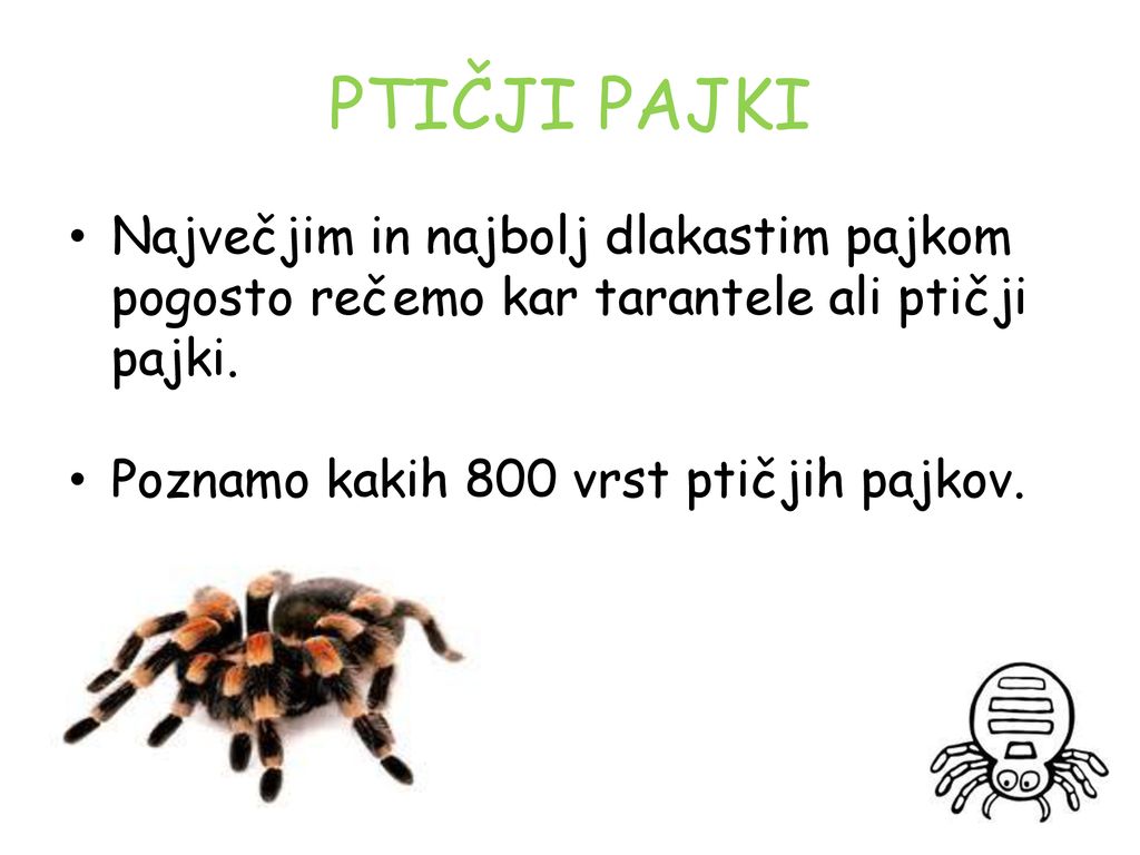 PTIČJI PAJKI Največjim in najbolj dlakastim pajkom pogosto rečemo kar tarantele ali ptičji pajki.
