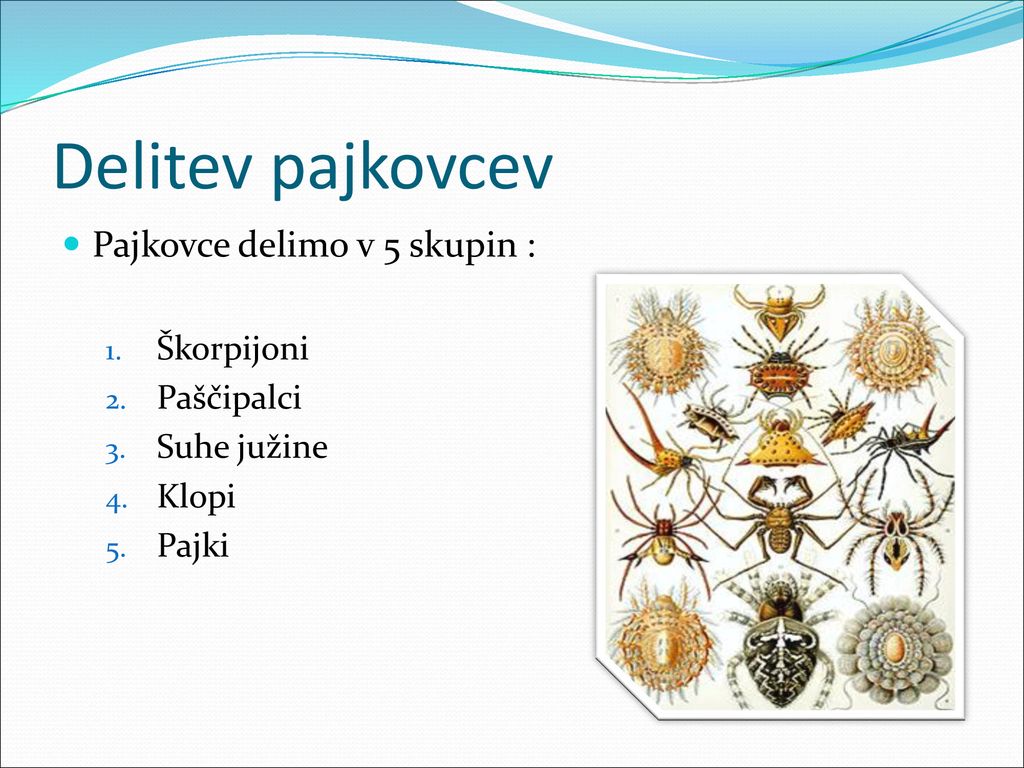 Delitev pajkovcev Pajkovce delimo v 5 skupin : Škorpijoni Paščipalci