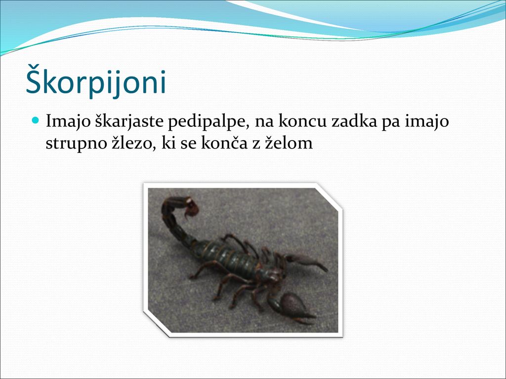 Škorpijoni Imajo škarjaste pedipalpe, na koncu zadka pa imajo strupno žlezo, ki se konča z želom