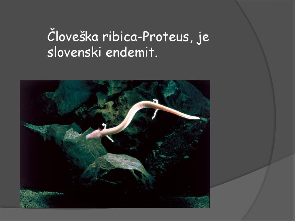 Človeška ribica-Proteus, je slovenski endemit.