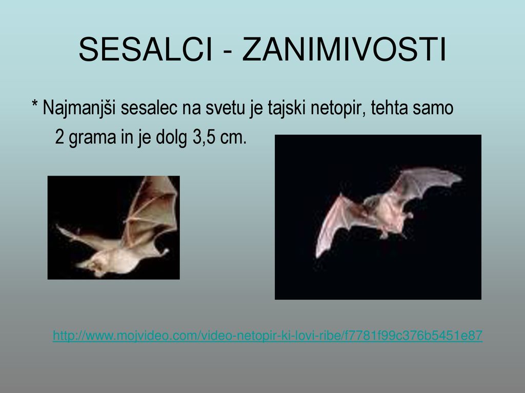 SESALCI - ZANIMIVOSTI * Najmanjši sesalec na svetu je tajski netopir, tehta samo. 2 grama in je dolg 3,5 cm.