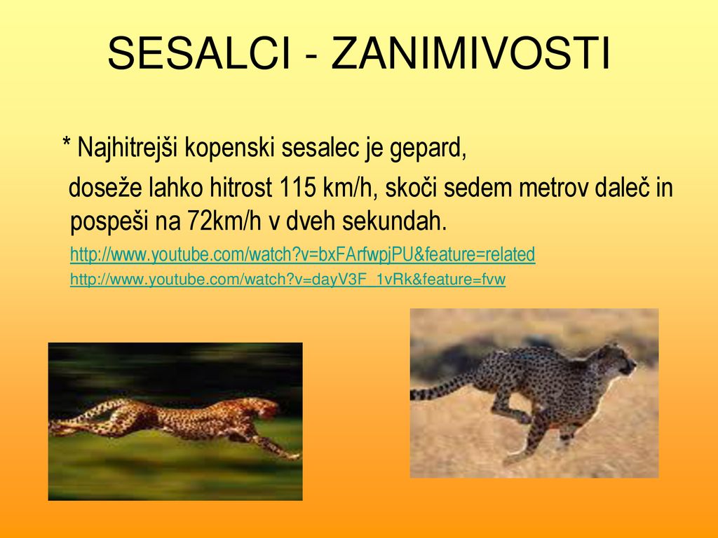 SESALCI - ZANIMIVOSTI * Najhitrejši kopenski sesalec je gepard,