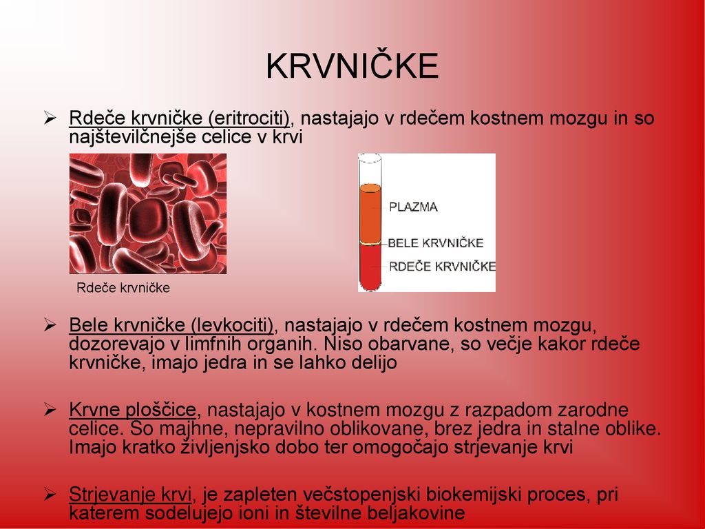 KRVNIČKE Rdeče krvničke (eritrociti), nastajajo v rdečem kostnem mozgu in so najštevilčnejše celice v krvi.