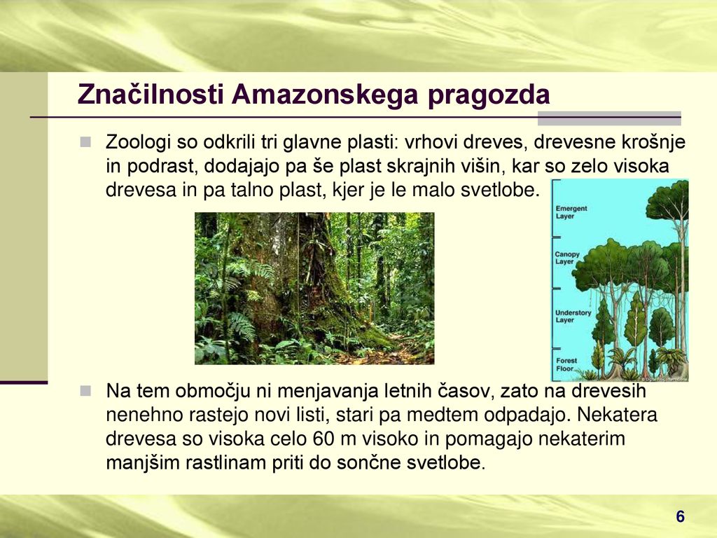 Značilnosti Amazonskega pragozda
