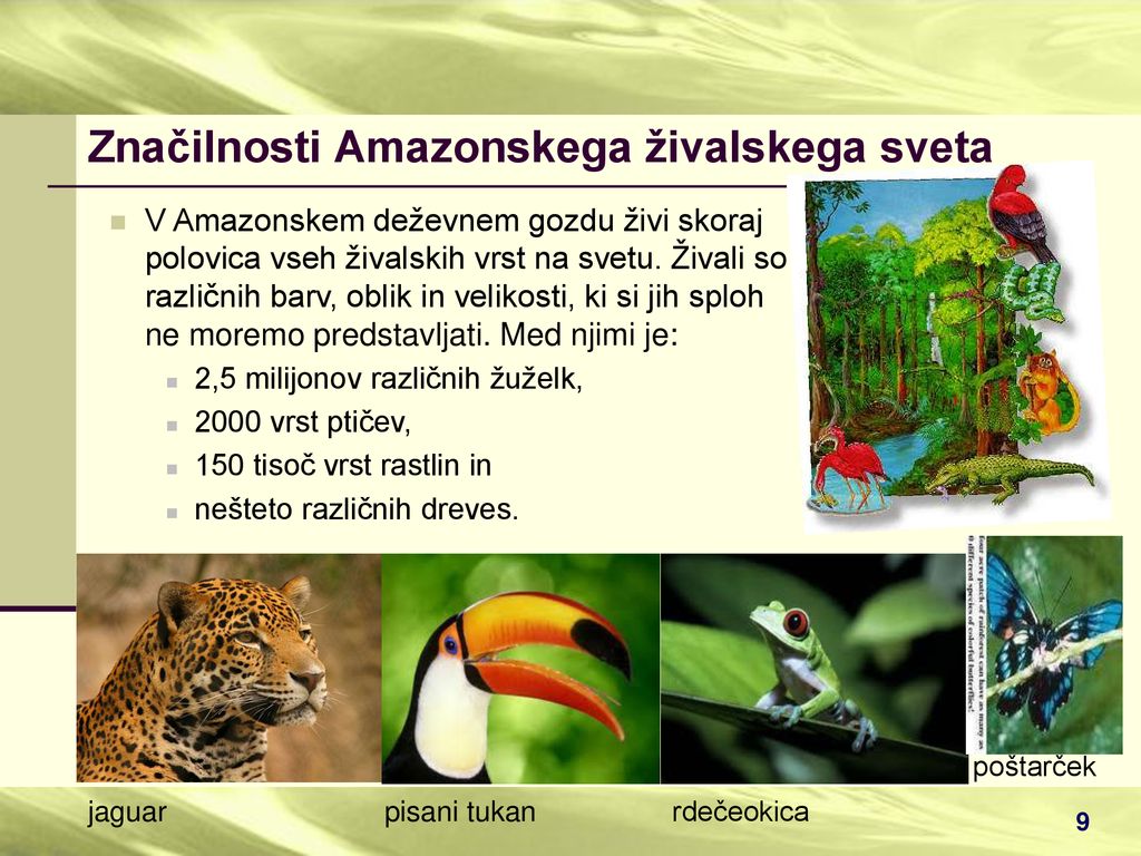 Značilnosti Amazonskega živalskega sveta