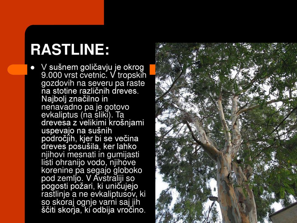 RASTLINE: