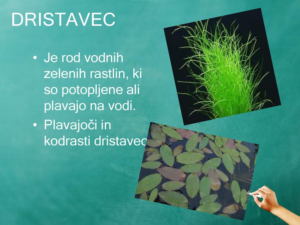 DRISTAVEC Je rod vodnih zelenih rastlin, ki so potopljene ali plavajo na vodi.