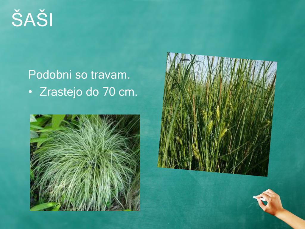 ŠAŠI Podobni so travam. Zrastejo do 70 cm.